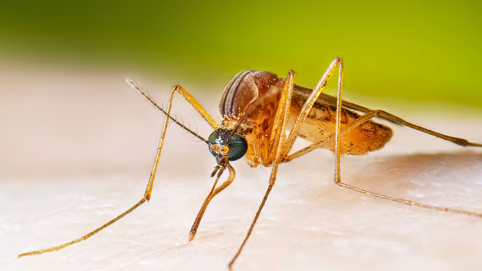 West Nile Virus detected in Danvers